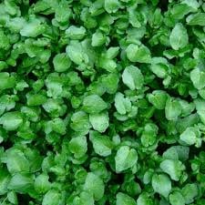 English Ivy - Plant Care and Guide | TN Nursery - TN Nursery