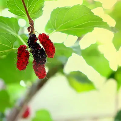 Enjoy Abundance of Nature with Old Fashioned Mulberry Tree - TN Nursery
