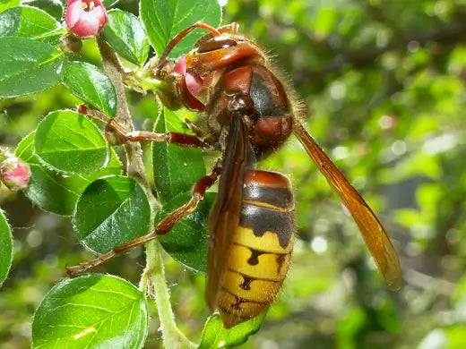 European Hornet - Facts and Removal - TN Nursery