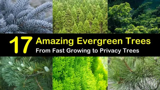 Evergreen Benefits in Gardens - TN Nursery
