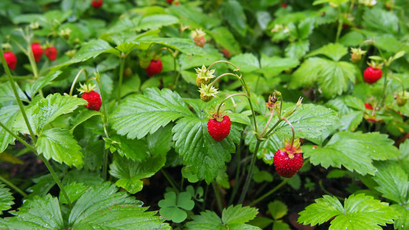Exploring The Wild Side: Wild Strawberry Discoveries - TN Nursery