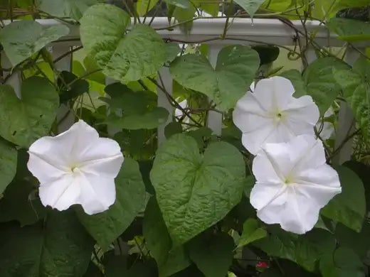 Gardening At Nighttime - TN Nursery