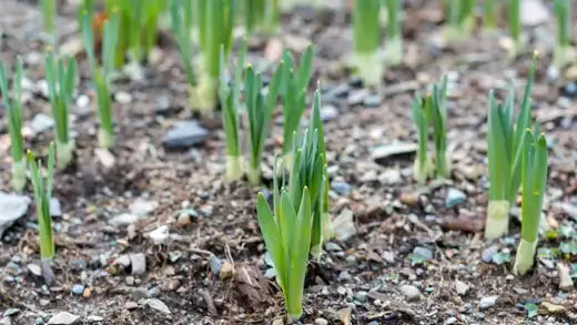 Choosing Affordable Plants for Your Garden - TN Nursery