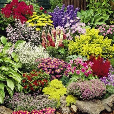 Beautiful Perennials to add to your garden in 2023 - TN Nursery