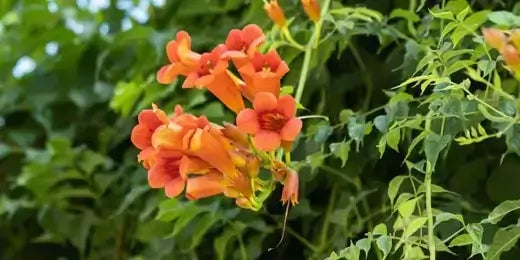 How to Plant and Grow Vining Plants - TN Nursery