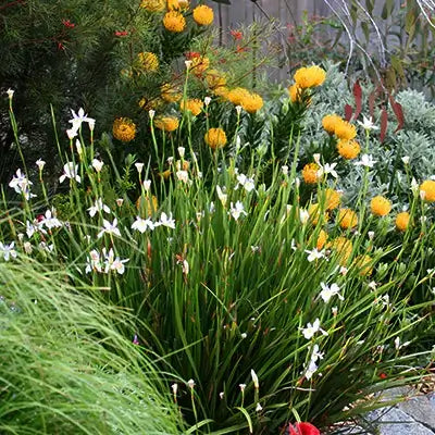 Best Native Grasses to Use in Landscaping - TN Nursery