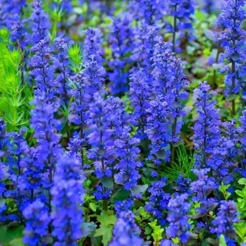 Bugleweed Plant - TN Nursery
