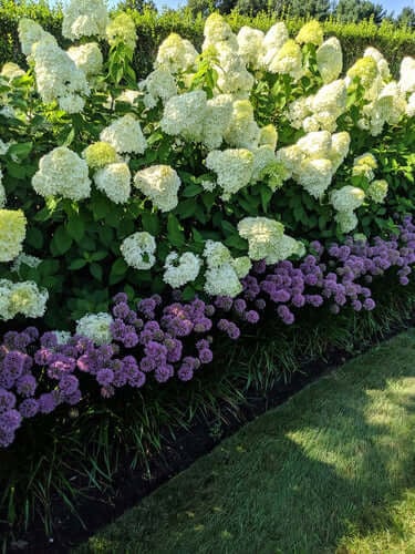 Buy Plants Online at TN Mail order nursery - TN Nursery