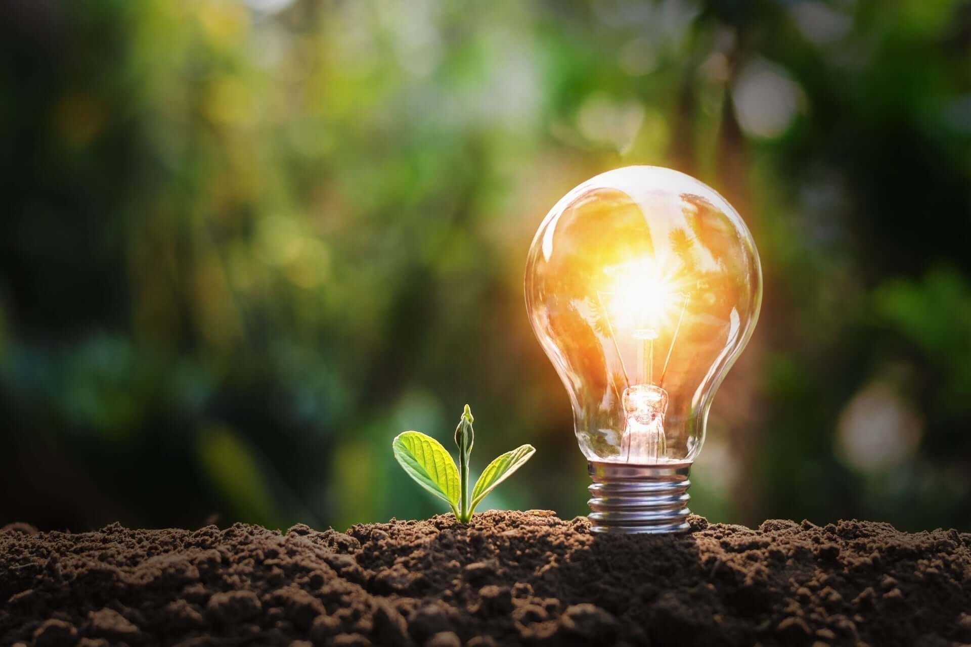 Harnessing Earth’s Energies for Thriving Plants