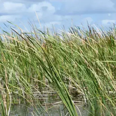 Sawgrass grown in florida - TN Nursery 