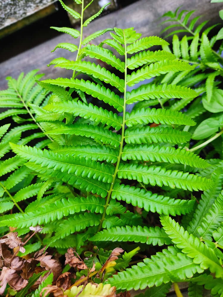All About New York Ferns: Growth and Identification