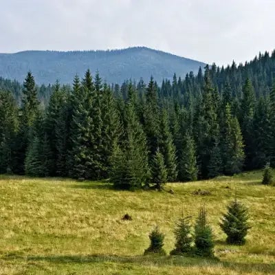 Pine Tree Advantages - TN Nursery