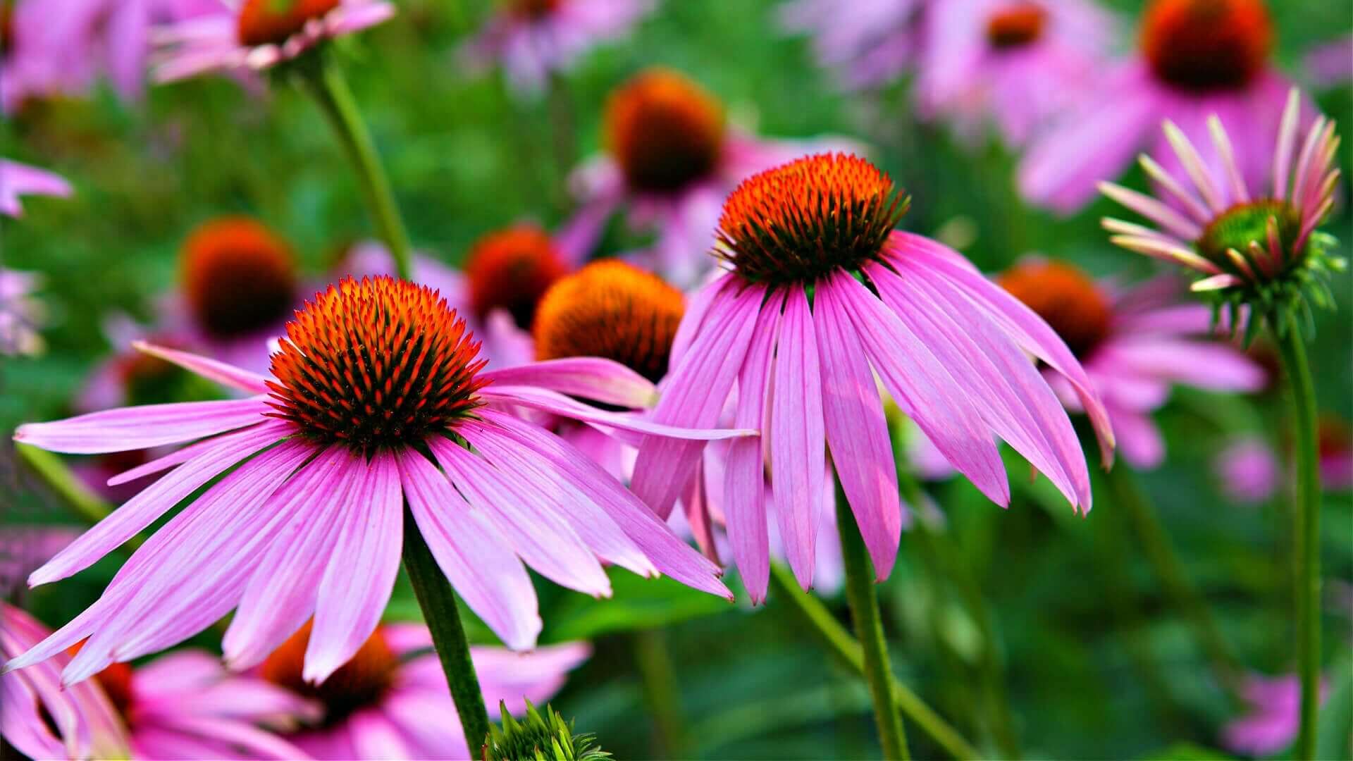 The Enchanting World of Coneflowers - TN Nursery