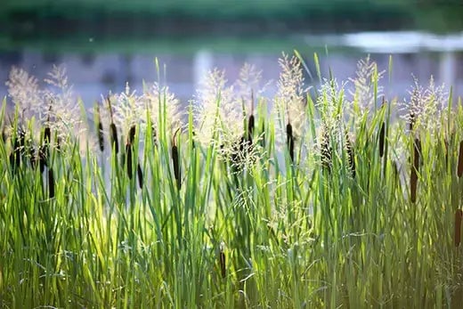 Habitat Plants at TN Nursery Attracts Life - TN Nursery