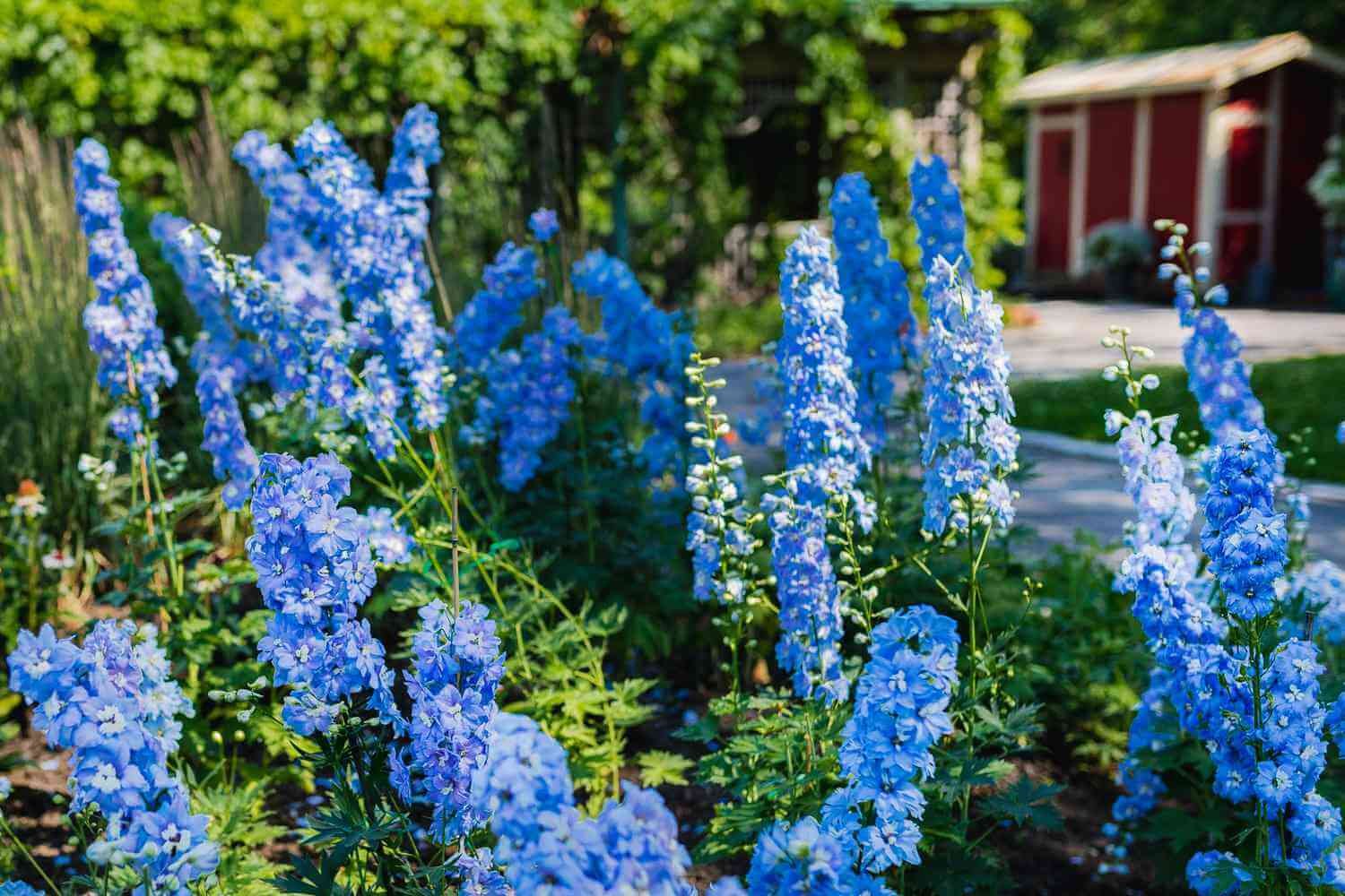 Plant Nurseries - TN Nursery