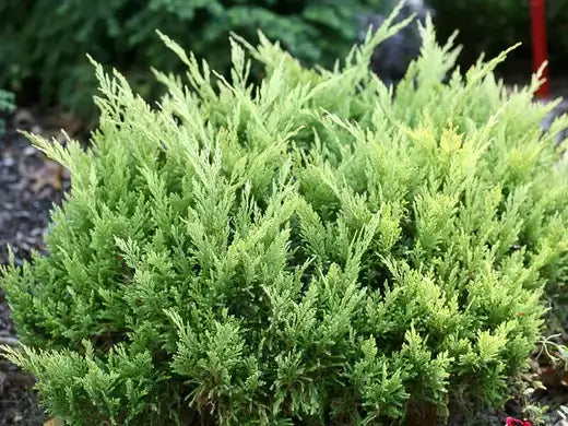 Juniper and Groundcovers