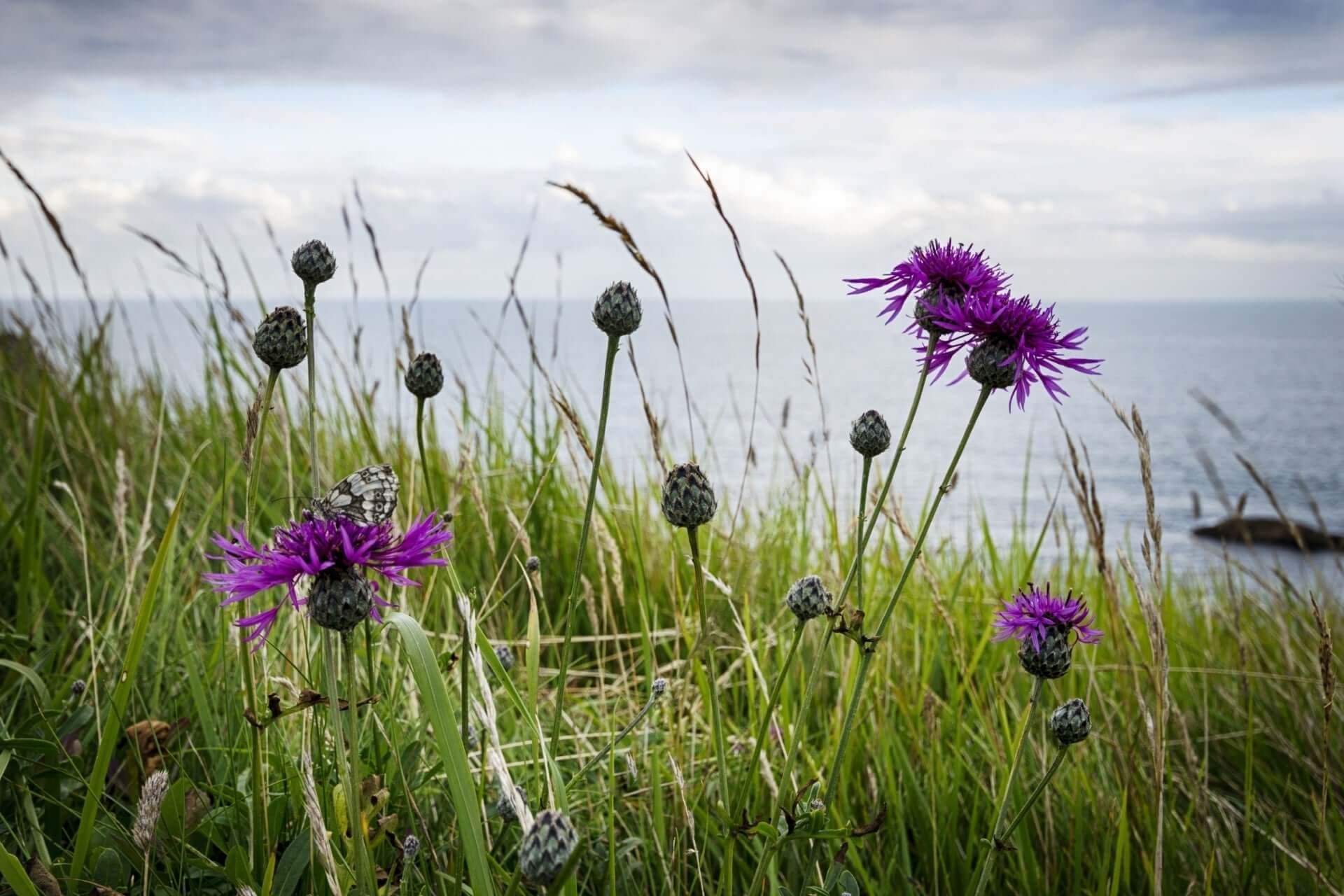 Thriving by the Sea- Designing Resilient Coastal Gardens