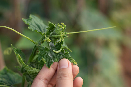 A Natural Approach to Gardening: Eco-Friendly Guide