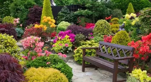 10 Huge Garden Plants | TN Nursery - TN Nursery