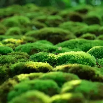 Growing Rock Cap Moss - TN Nursery