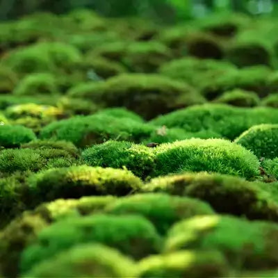 Growing Rock Cap Moss - TN Nursery