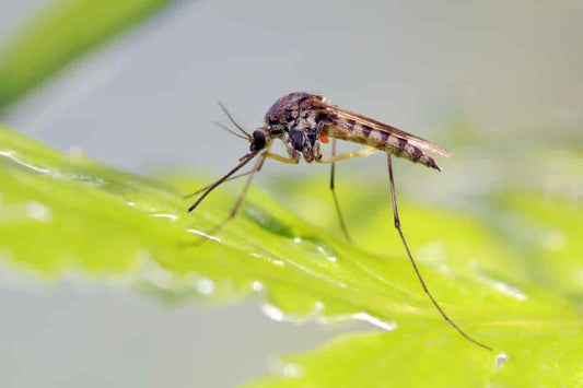 Mosquito Repellent Plants