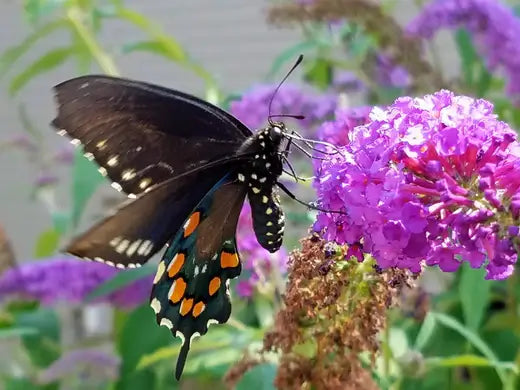 Facts about Butterflies in Your Garden - TN Nursery