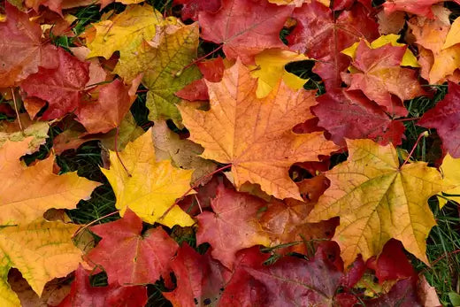 Fall Leaves - The Science of Color Change - TN Nursery