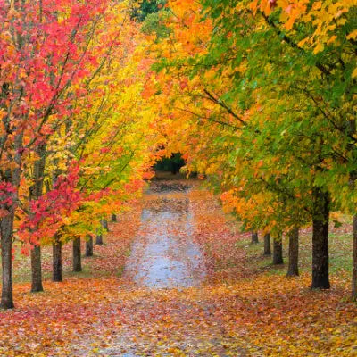 Fall Trees With Most Vibrant Foliage - TN Nursery
