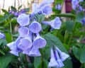 Perennial Gardening: Maintenance and Design - TN Nursery
