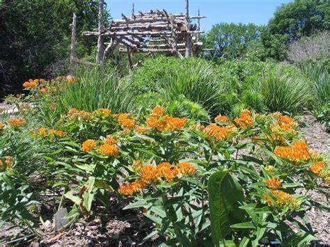 Vibrant orange milkweed flowers blooming in lush green clusters under blue sky