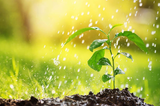 Smart Watering Techniques for a Healthier Garden