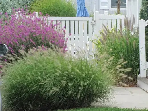 Growing Grass Successfully | TN - TN Nursery