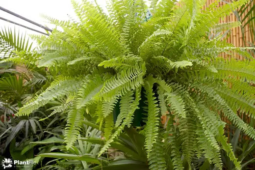 Ferns Are A Diverse Group Of Plants - TN Nursery