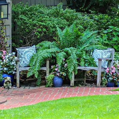 Ferns Transform any Yard into a Garden Showplace - TN Nursery