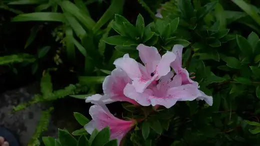 TN Nursery Best Prices! Best Plant selection - TN Nursery