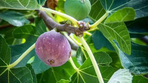 Fig Trees - Types, Description and Cultivation - TN Nursery