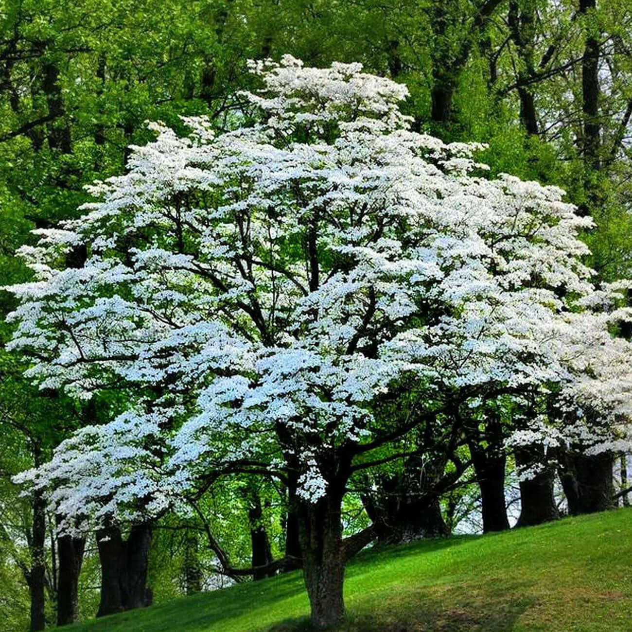 Flowering Tree Favorites That Thrive in Every Landscape