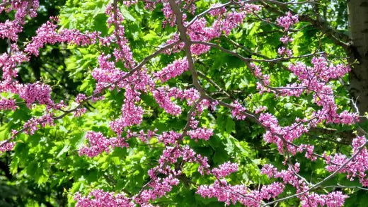 Flowering Trees Can Bring Color To Your Garden - TN Nursery