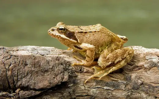 Friendship Of Frogs - Fun Facts | TN Nursery - TN Nursery