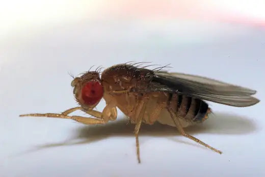 Fruit Flies - Getting Rid of Them | - TN Nursery