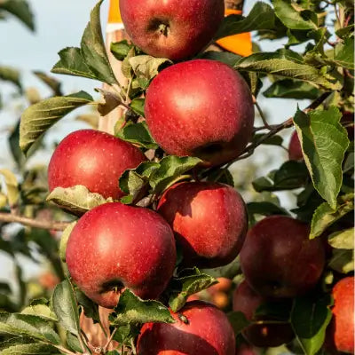 Fruit Tree Benefits in Landscaping - TN Nursery