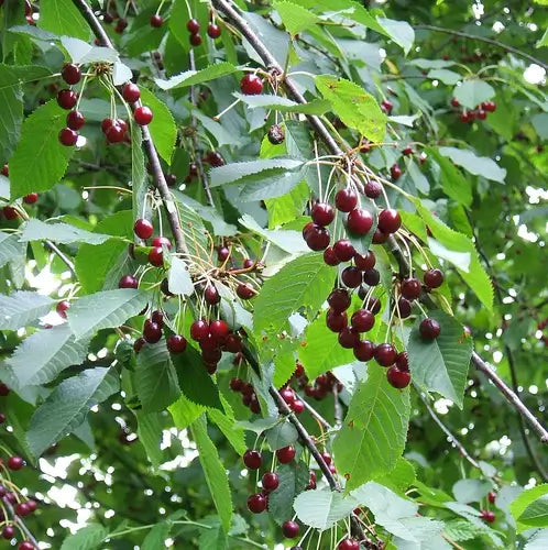 Fruit Tree Tips and Information to Know - TN Nursery