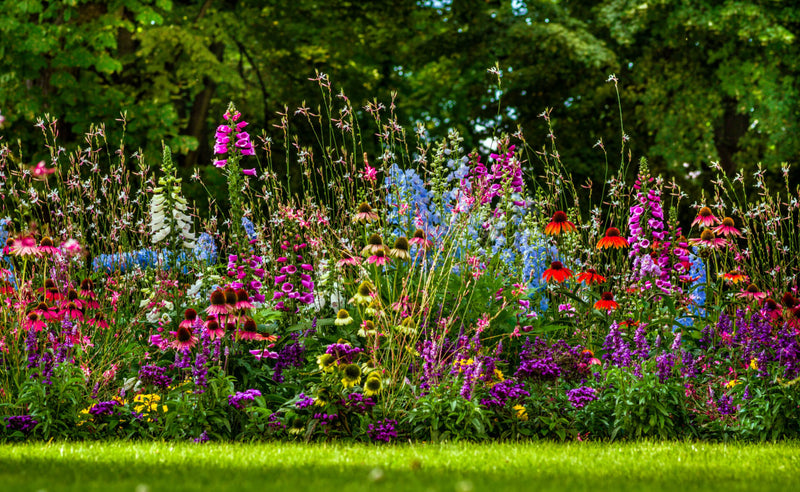 Gardening Trend for 2024: Naturalistic Planting and the New Perennial Movement - TN Nursery