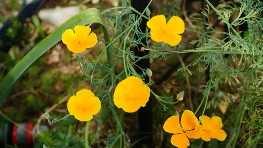 Golden Poppy (Eschscholzia californica) - TN Nursery