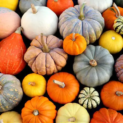 Gourds and Pumpkins | Information to Know - TN Nursery