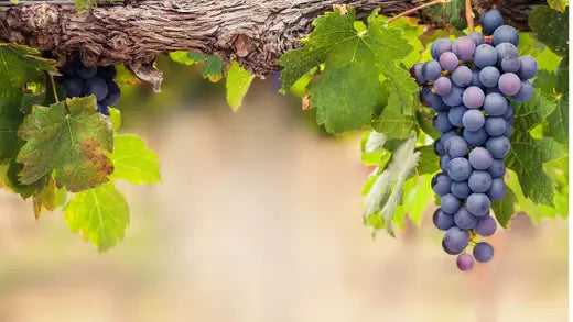 Grapes Are Great - Health Benefits and tips - TN Nursery