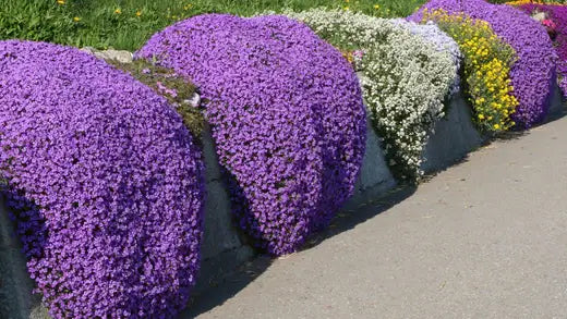 Ground Covers That Survive Harsh Weather - TN Nursery