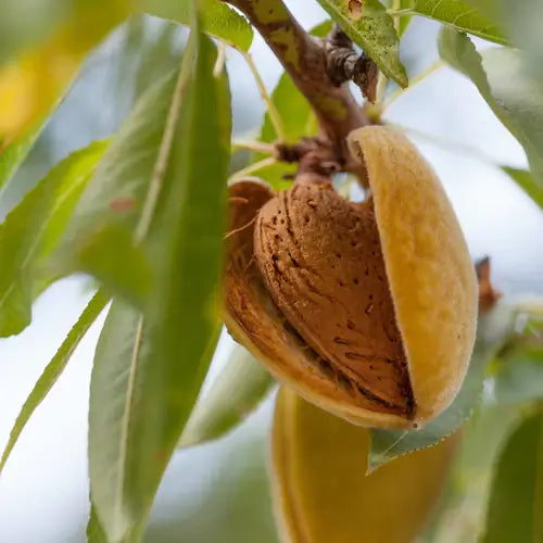 An almond nut opening on a tree branch.