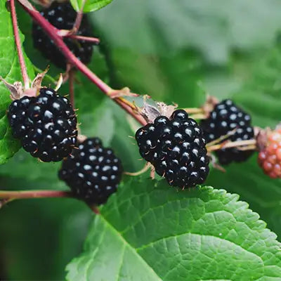 Growing and Harvesting Black Raspberries: Tips for a Bountiful Crop - TN Nursery